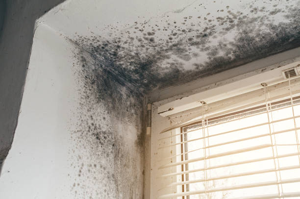 Affordable Mold Removal solutions in Port Jefferson, NY
